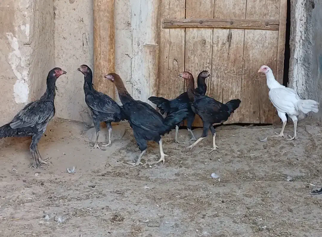 جوجه لاری|حیوانات مزرعه|بستان آباد, |دیوار