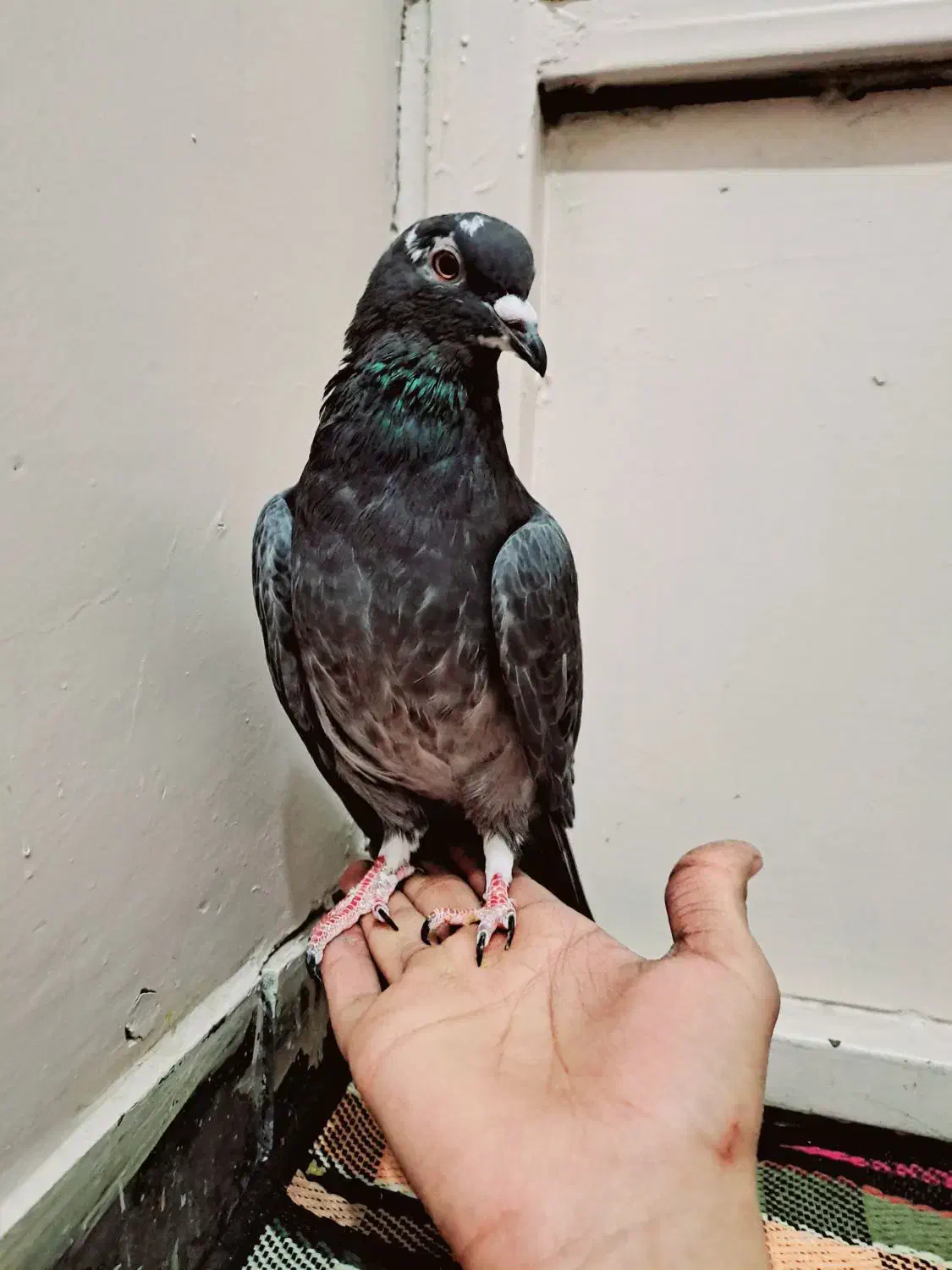 دمگیر خرقه آهنی|پرنده|اصفهان, جلفا|دیوار