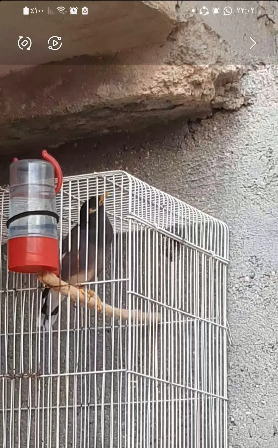 مرغ مینا سخنگو|پرنده|چغادک, |دیوار