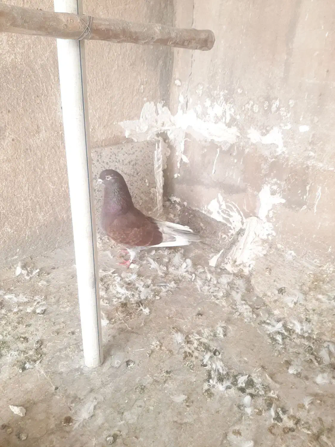 ۲تا کفتر ماده|پرنده|ری, هاشم‌آباد|دیوار