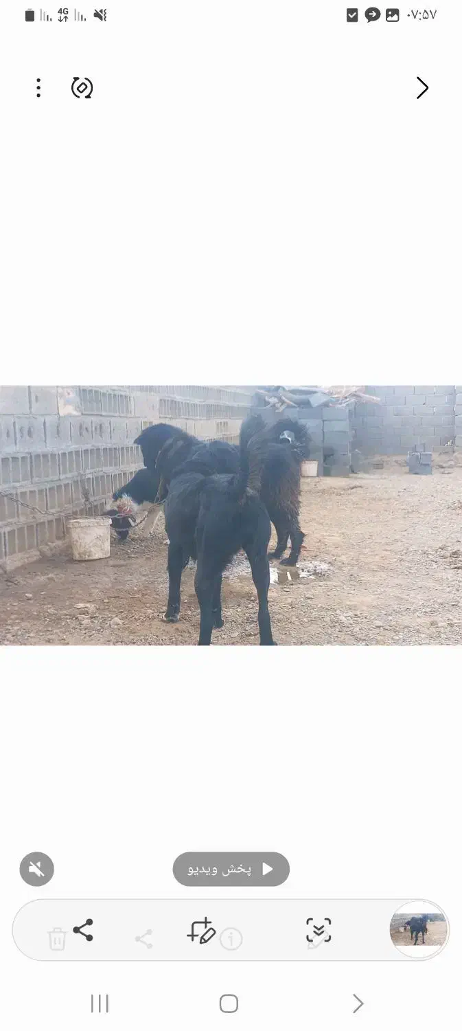 واگزاری نر ولاس|سگ|رودشت (اصفهان), |دیوار