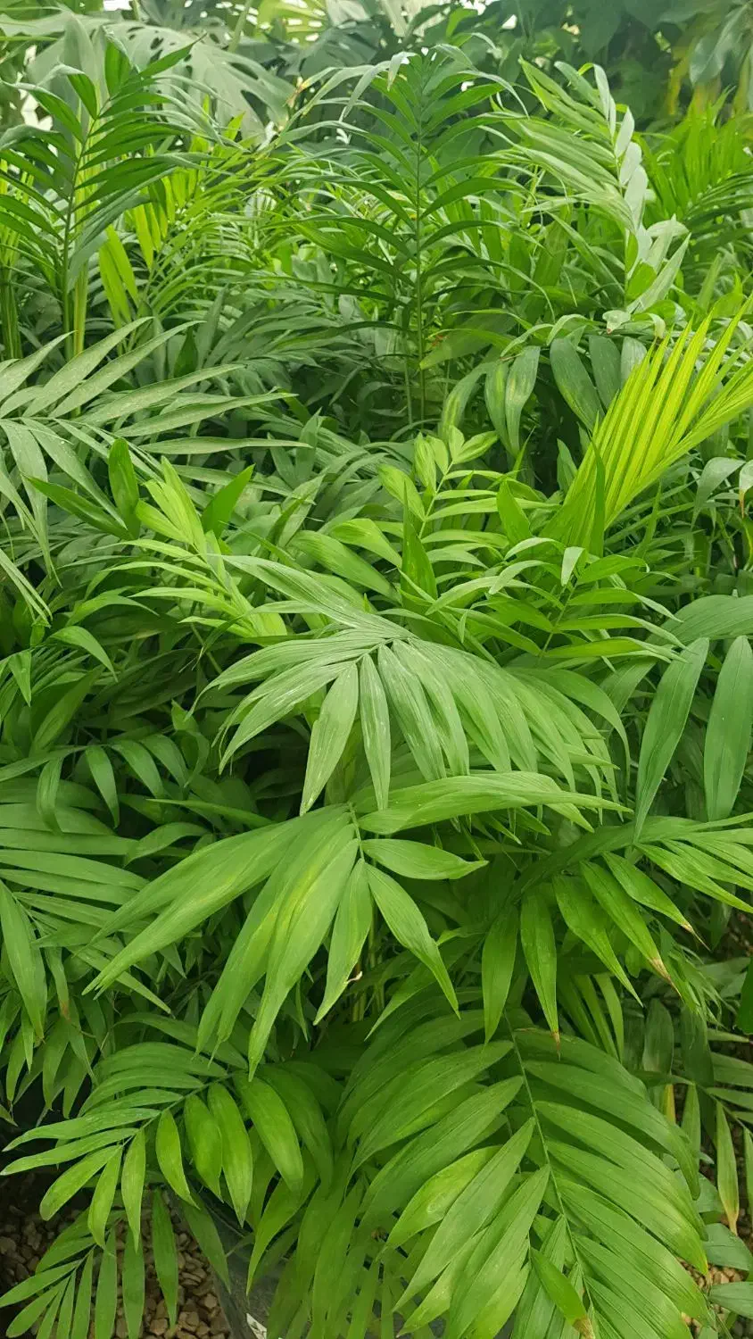 گیاه شامادورا|گل و گیاه طبیعی|تهران, عباسآباد|دیوار