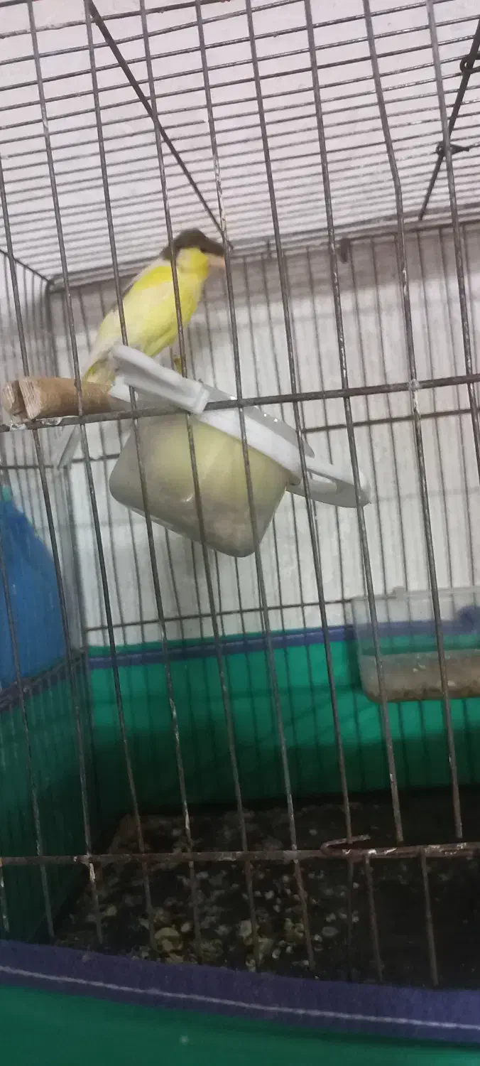 قناری|پرنده|آران و بیدگل, |دیوار