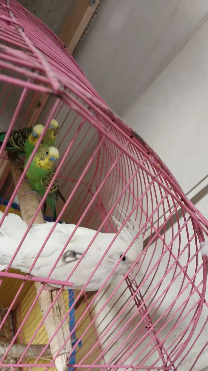 مرغ عشق نر|پرنده|خرمشهر, |دیوار