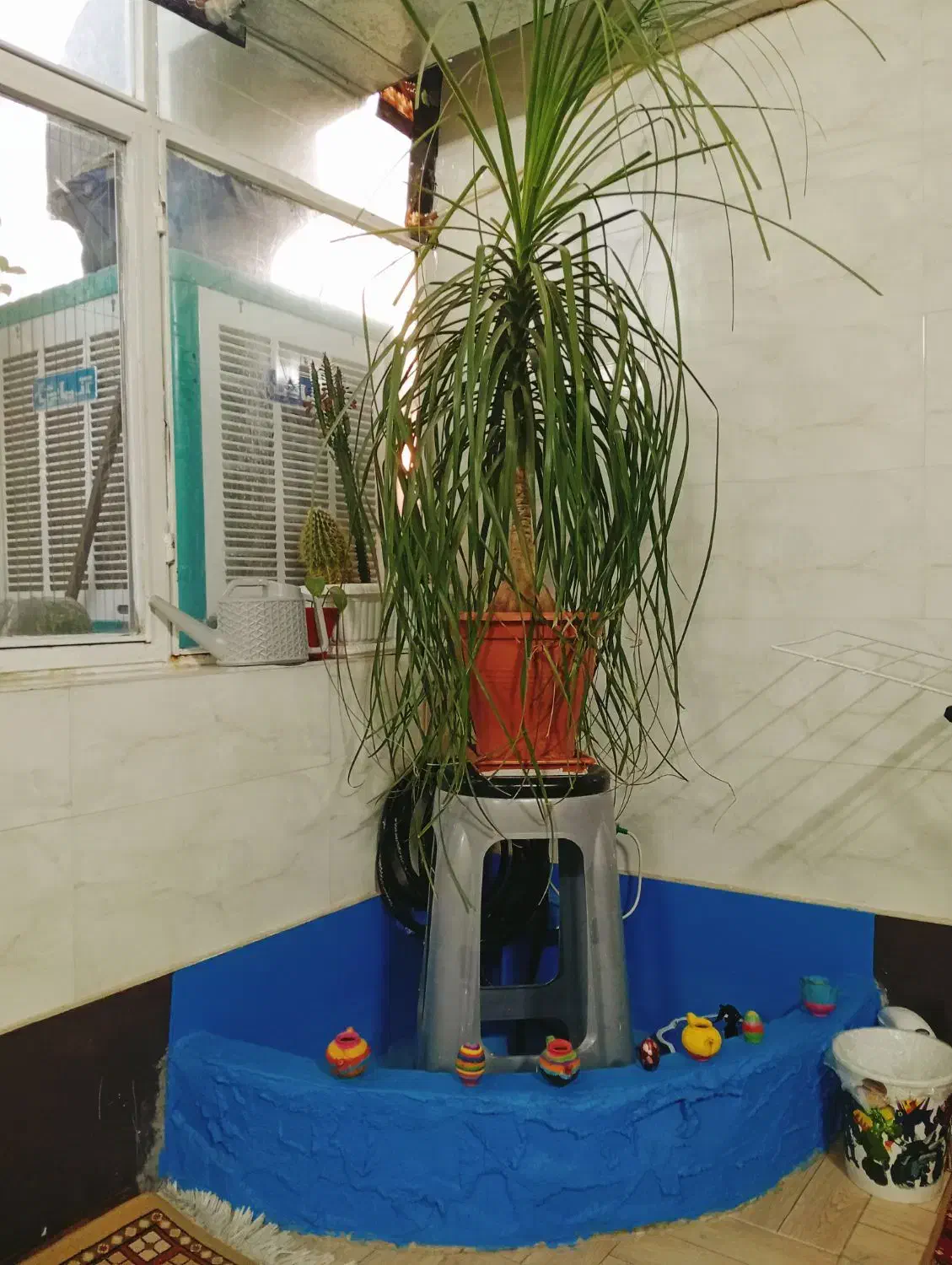 گل لیندا|گل و گیاه طبیعی|پردیس, فاز ۸|دیوار