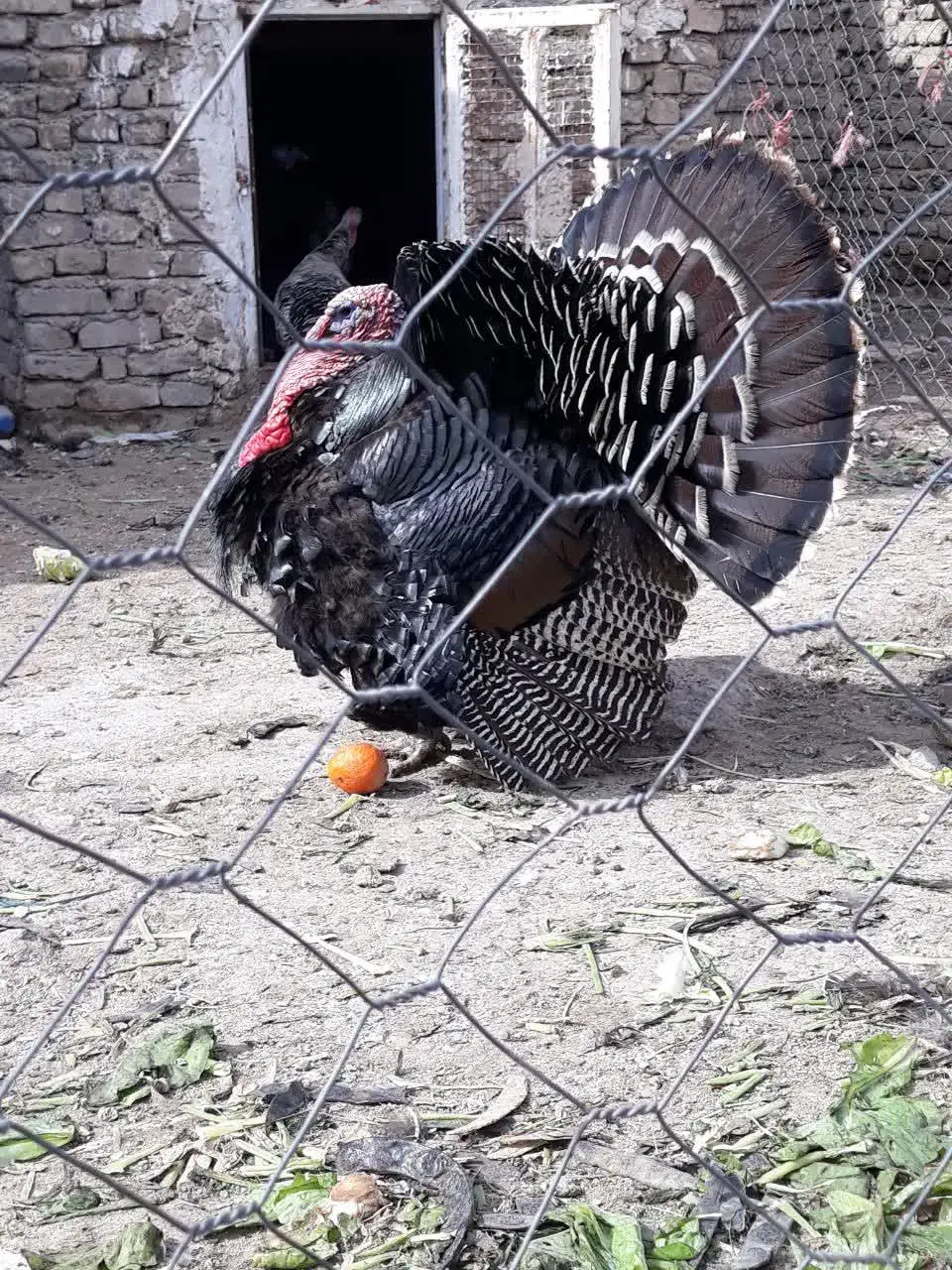 بوقلمون برنز آمریکایی|حیوانات مزرعه|هشتگرد, خور|دیوار