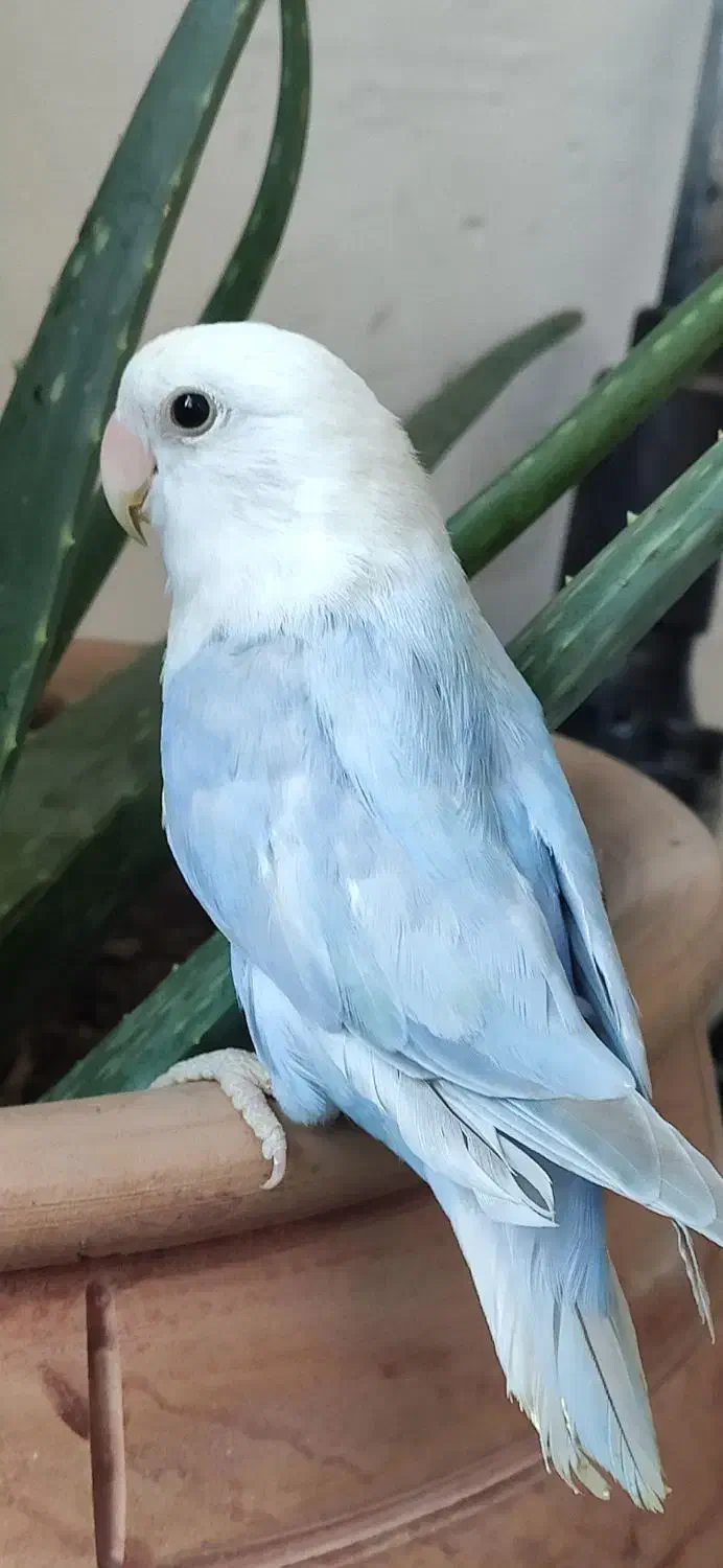 طوطی برزیلی|پرنده|همدان, |دیوار