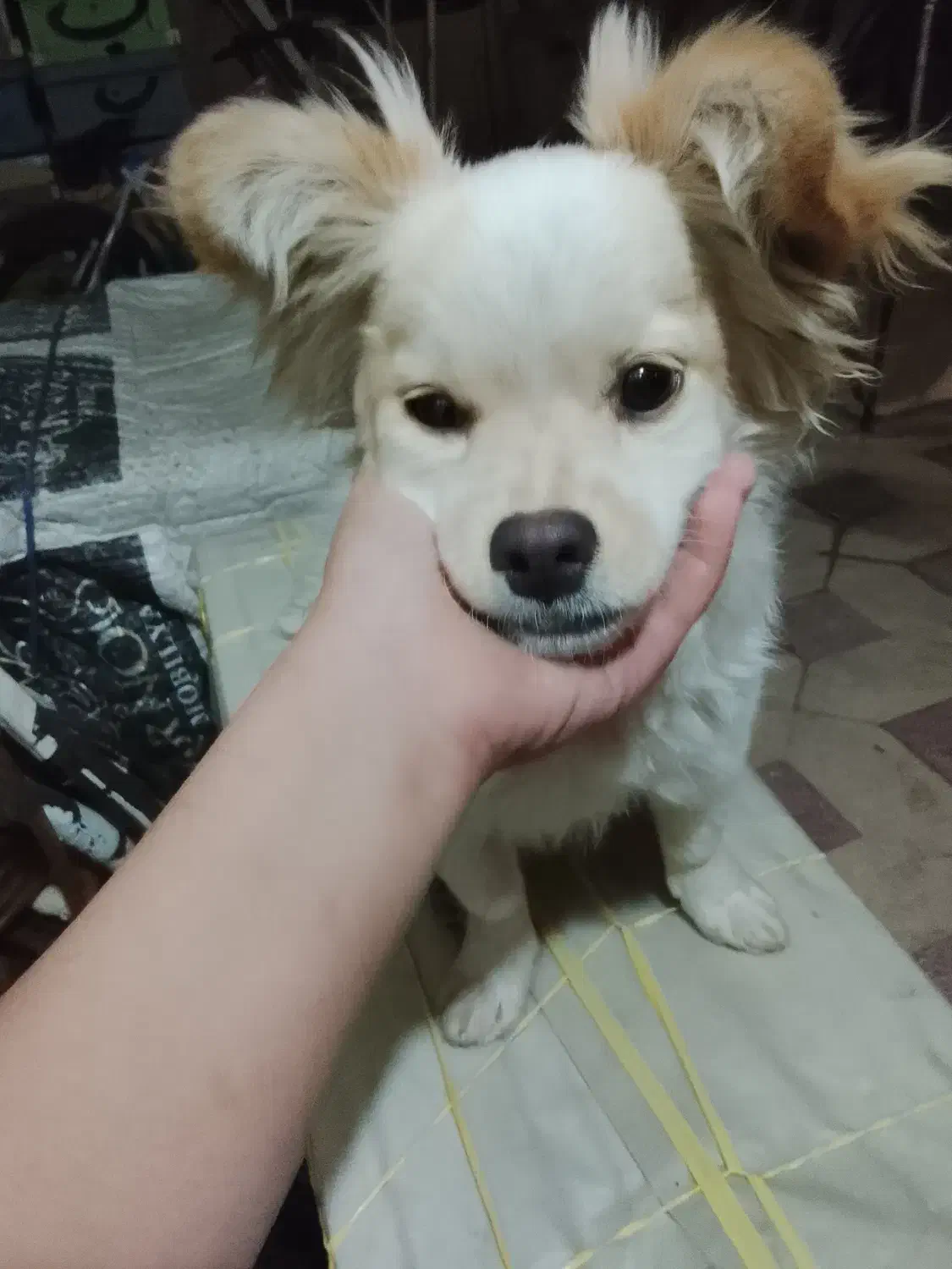 سگ اشپیتز|سگ|شیراز, درکی|دیوار