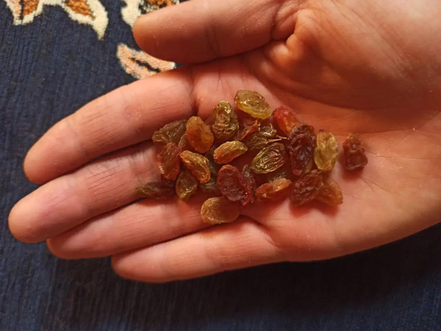 کشمش|عمده‌فروشی|قیدار, |دیوار