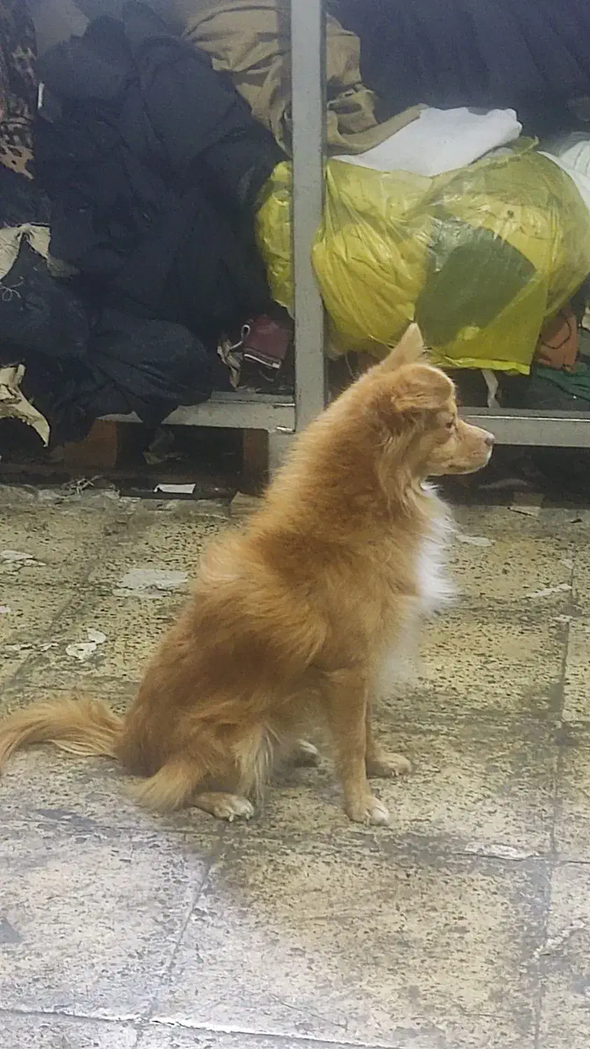 سگ گمشده|سگ|تهران, مسعودیه|دیوار