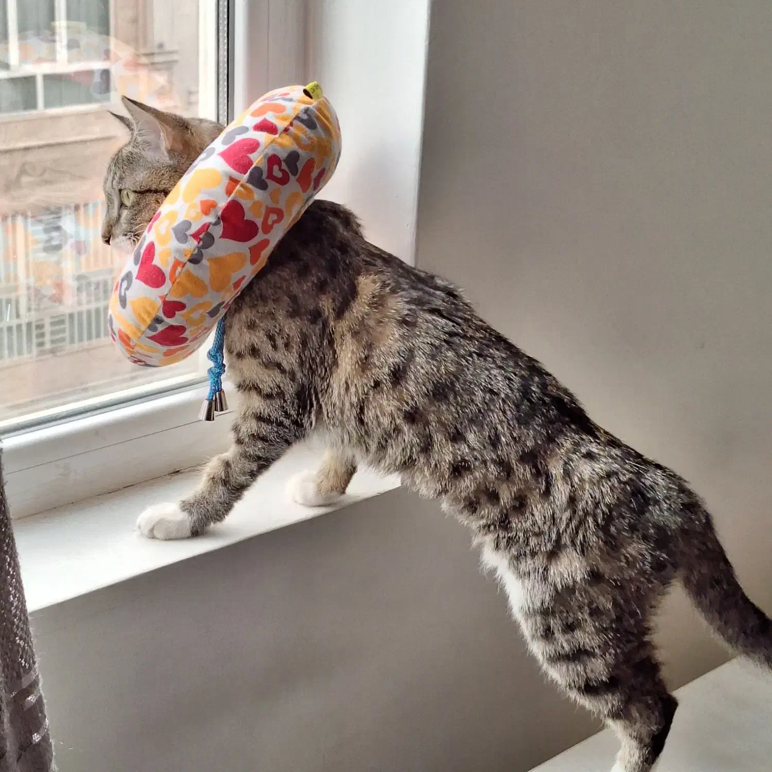 واگذاری گربه dsh دختر|گربه|فردیس, قریشی|دیوار