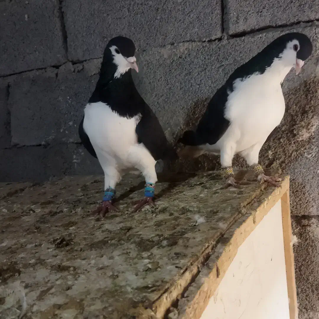 کبوتر رنگه|پرنده|زبرخان, |دیوار