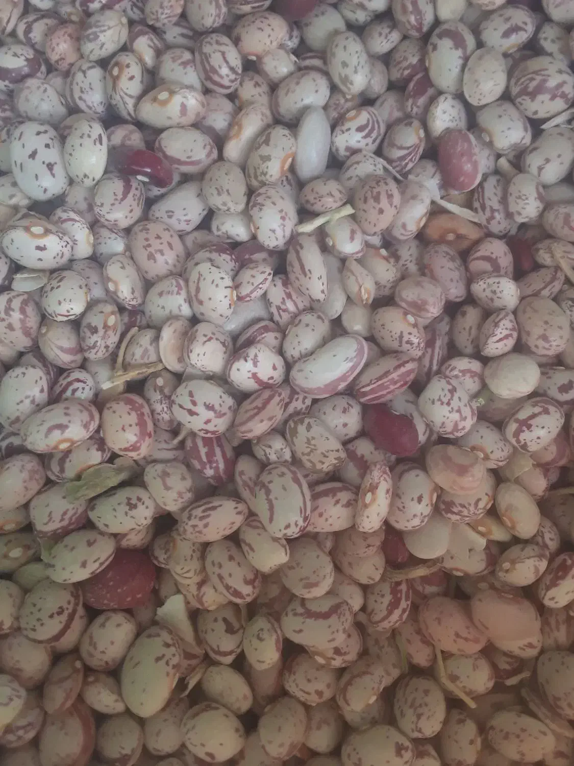 لوبیا چیتی|حراج|کبودرآهنگ, |دیوار