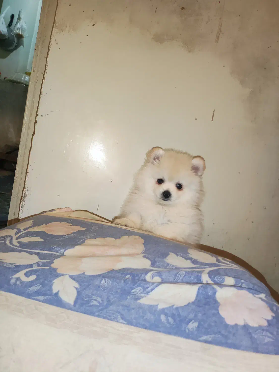 پامر خرسی ۲ ماهه|سگ|لنجان, |دیوار