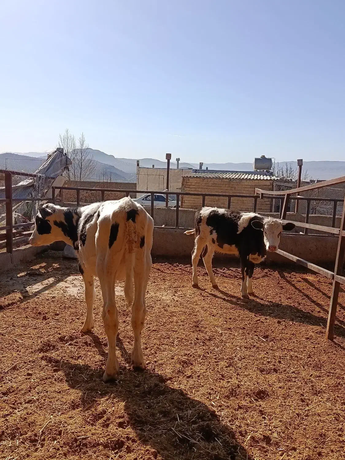 گوساله|حیوانات مزرعه|چگنی, |دیوار