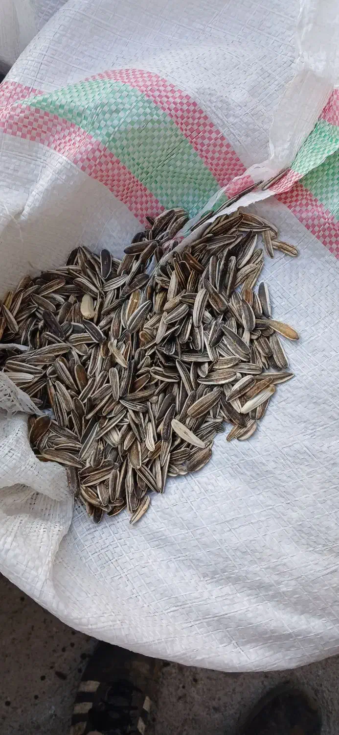 تخمه عالی درجه یک بوجاری شده|عمده‌فروشی|اشترینان, |دیوار