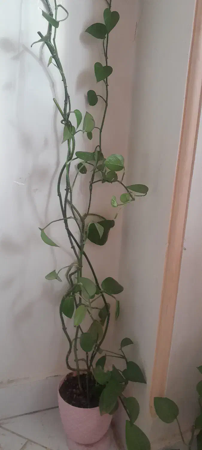 گل پتوس|گل و گیاه طبیعی|تبریز, |دیوار