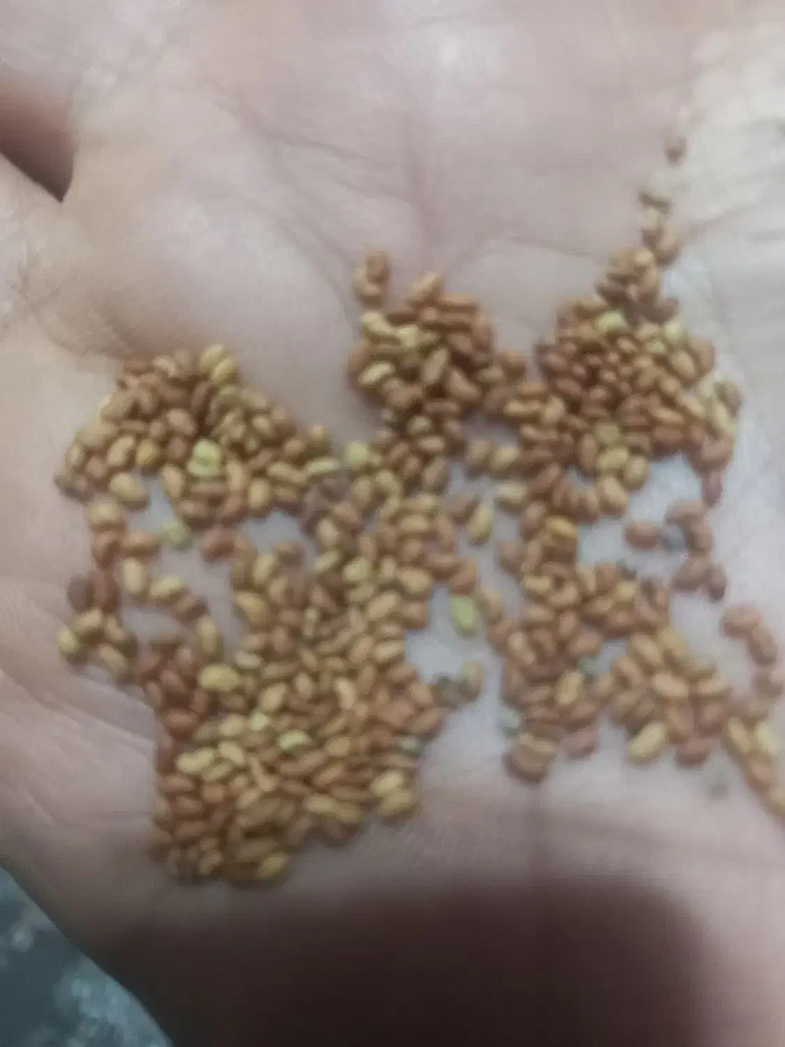 بذر یونجه|گل و گیاه طبیعی|دزفول, |دیوار