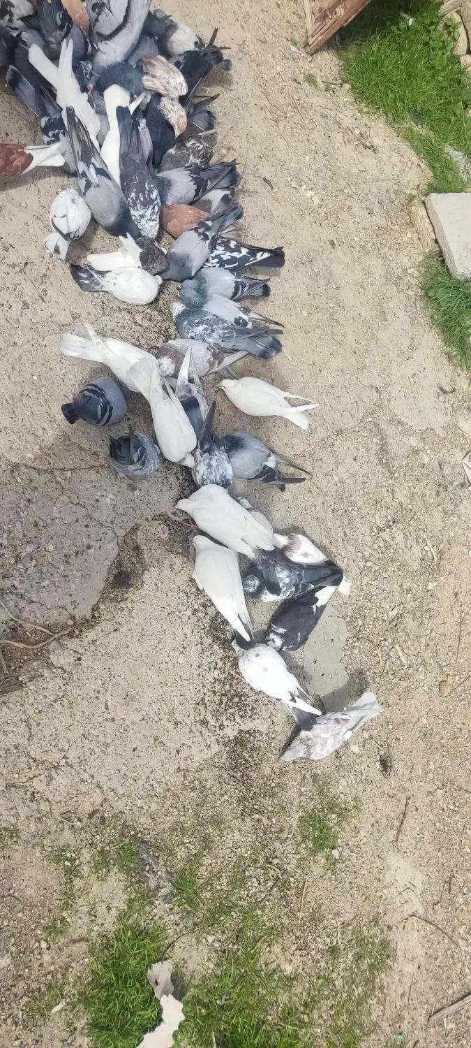 کبوتر|پرنده|مسجد سلیمان, |دیوار