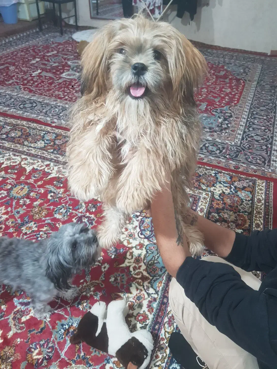 سگ شیتزو سوپرفلت|سگ|اردبیل, |دیوار