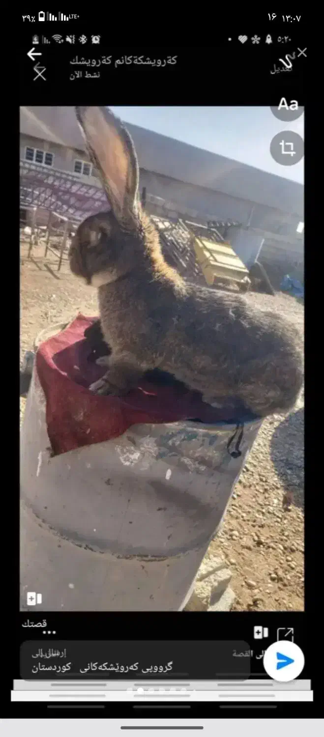 حیوان .... خرگوش نژاد سنگین|موش و خرگوش|خواف, |دیوار