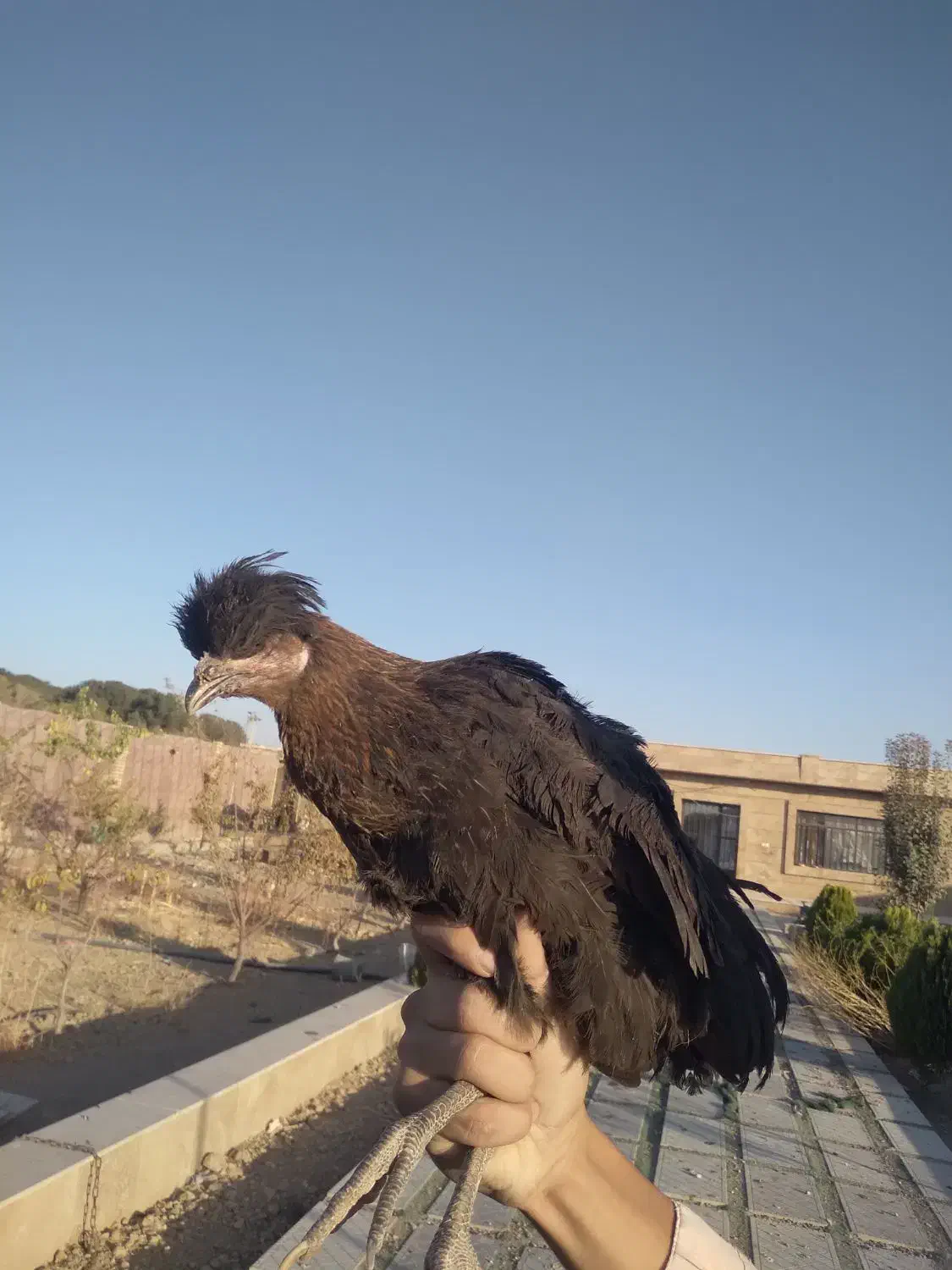 مرغ تخمگذار|حیوانات مزرعه|فولادشهر, A4|دیوار