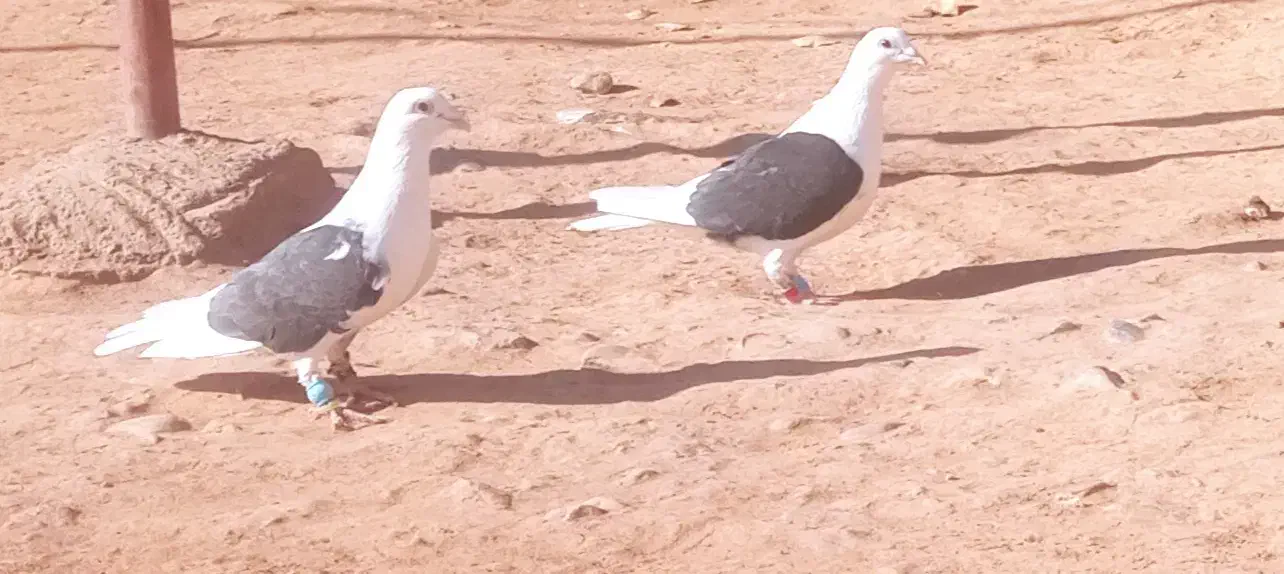 کفتر گراف|پرنده|پائین جام, |دیوار