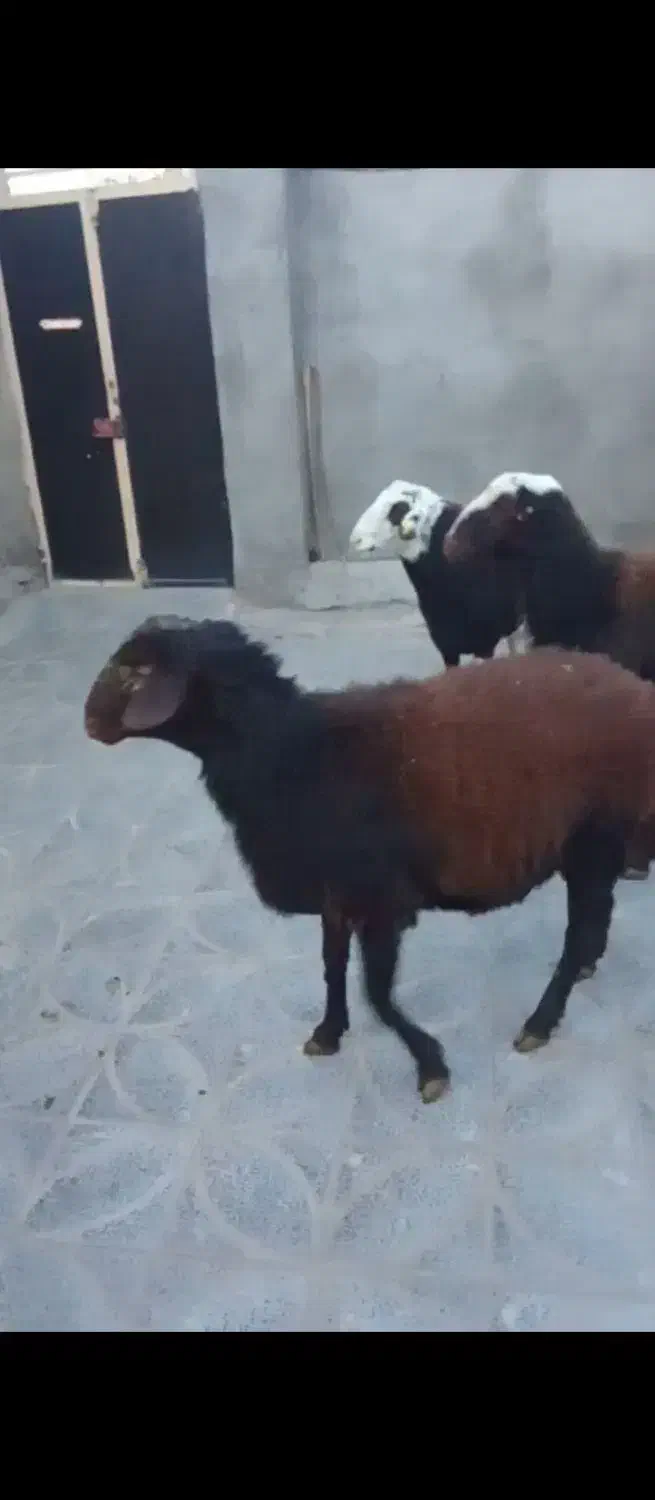 بر قوچ|حیوانات مزرعه|ملایر, |دیوار