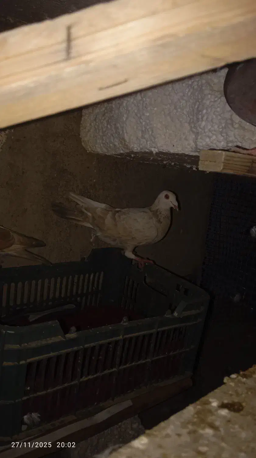 کبوتر ومرغ مینا و مرغ عشق|پرنده|گنبد کاووس, |دیوار