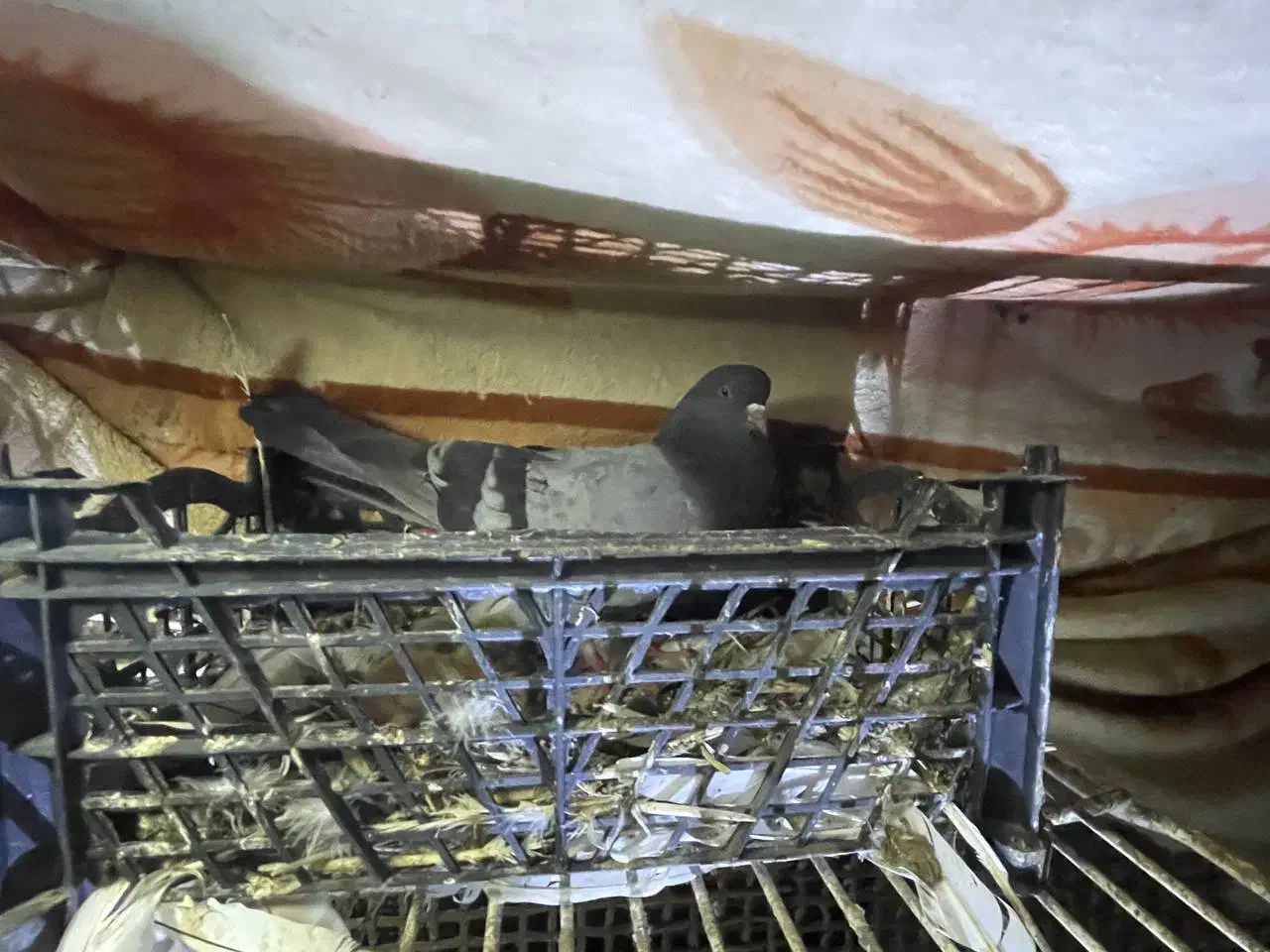 کبوتر|پرنده|سنگر, |دیوار