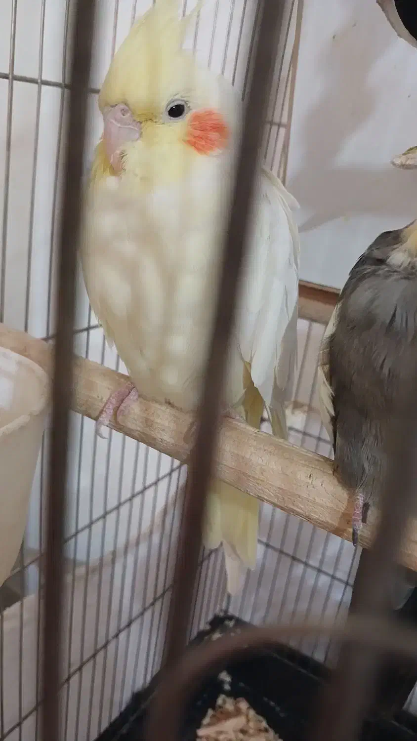 فروش یک جفت عروس هلندی سخنگو|پرنده|قزوین, |دیوار