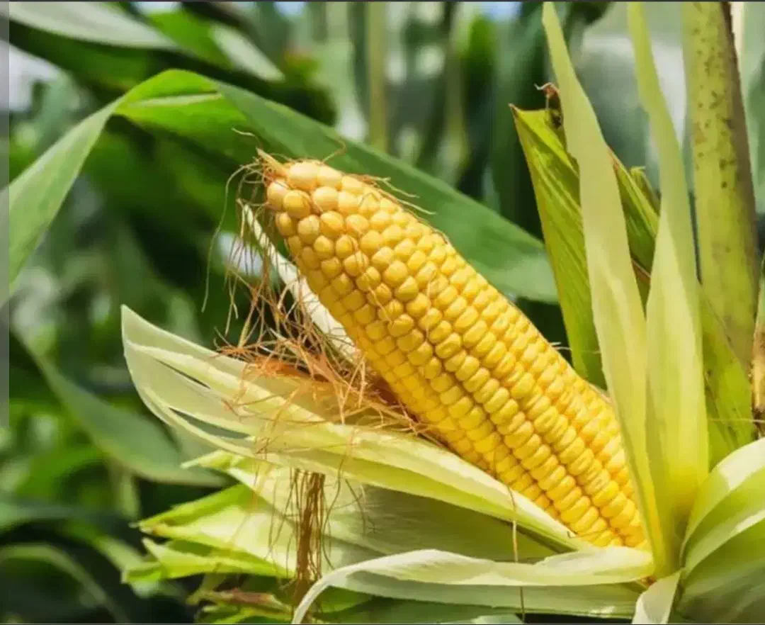 ذرت علوفه ای بصورت فله و بسته بندی|حیوانات مزرعه|تربت‌حیدریه, حاجی یار‎|دیوار