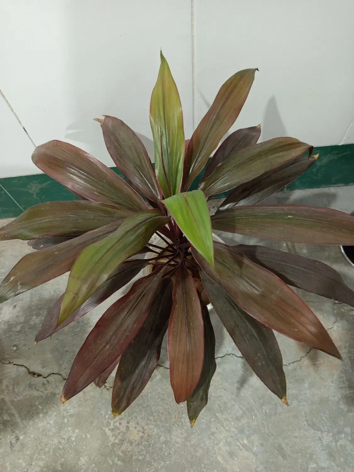 گلهای طبیعی و زیبا|گل و گیاه طبیعی|خانمیرزا, |دیوار