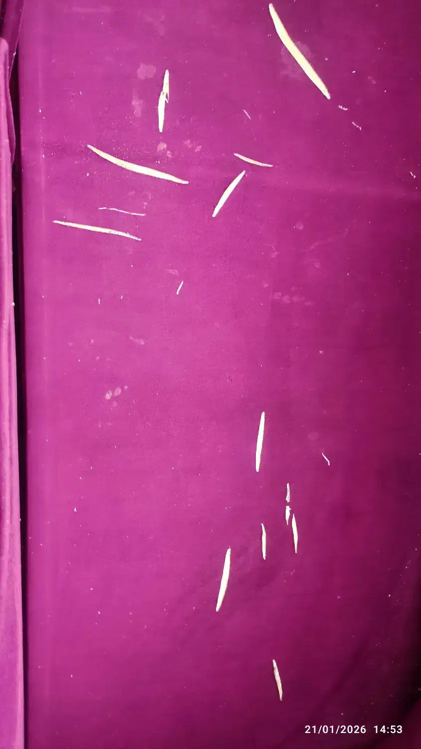 مبل|مبلمان خانگی و میز عسلی|ماهدشت, |دیوار