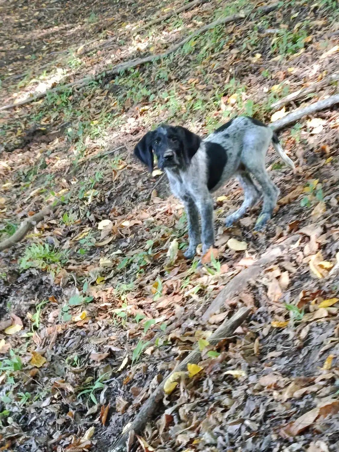 توله موسیمی|سگ|دوزین, |دیوار