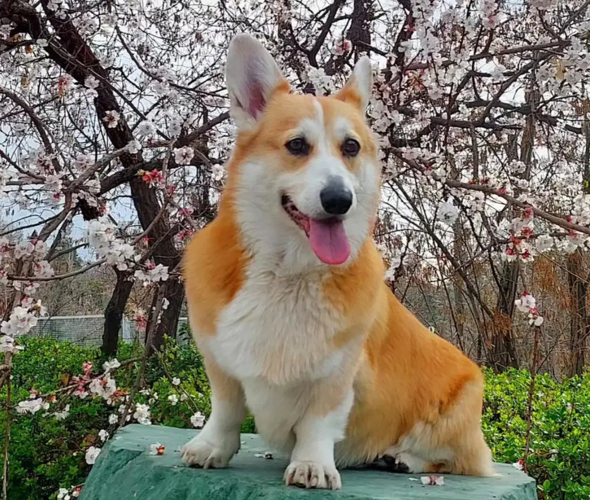 ولش کورگی|سگ|تهران, پردیسان|دیوار