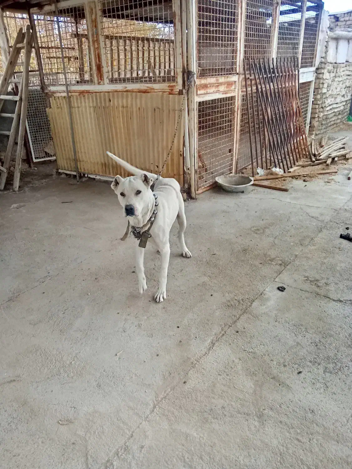 سگ ماده سرابی|سگ|گلمکان, |دیوار