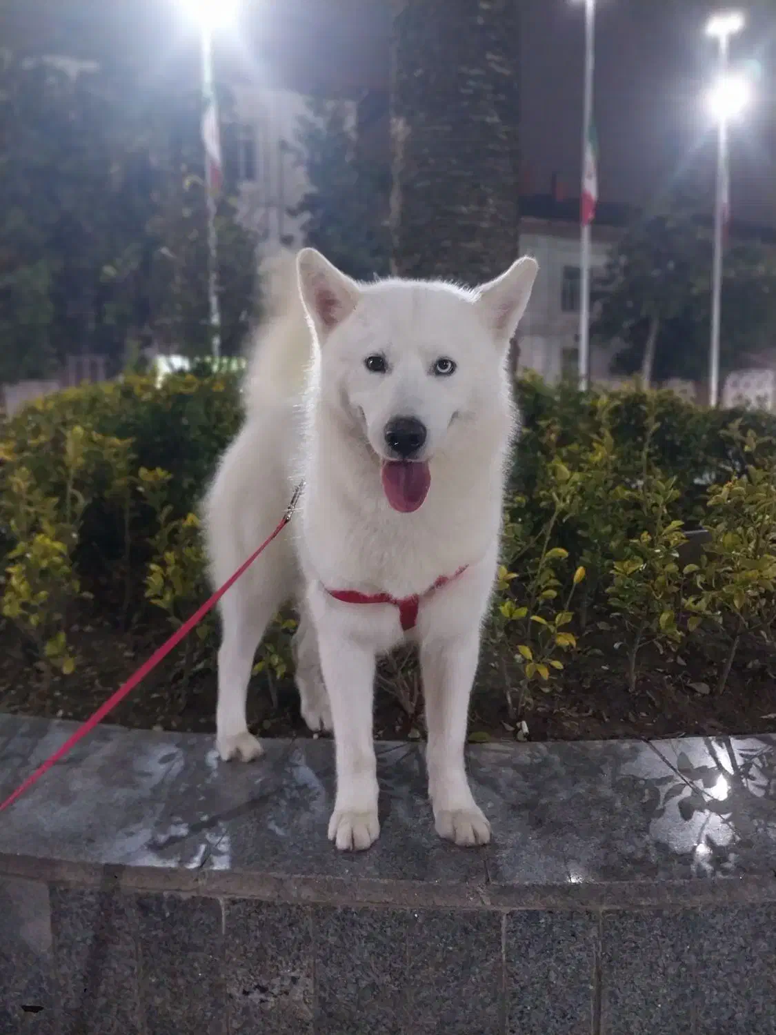 واگذاری هاسکی ساموئید ۱سال نیم|سگ|رشت, دروازه لاکان|دیوار