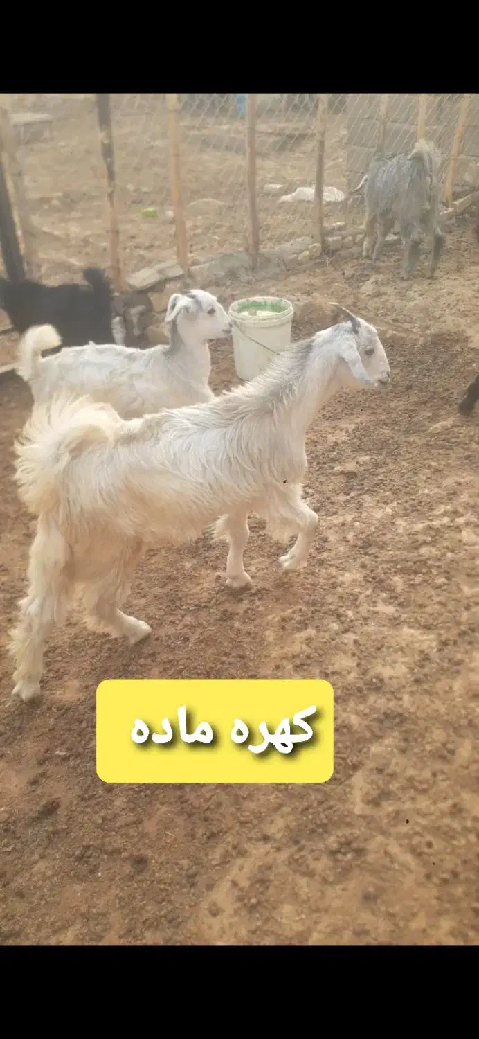 میش کولار کهره بز  قیمت مناسب|حیوانات مزرعه|شیراز, شهرک گلستان|دیوار