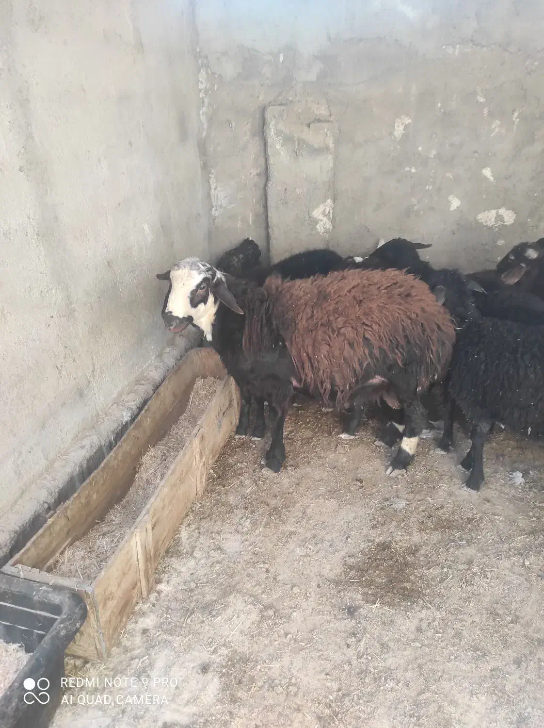 بره قوچی|حیوانات مزرعه|هشتگرد, تهران دشت|دیوار