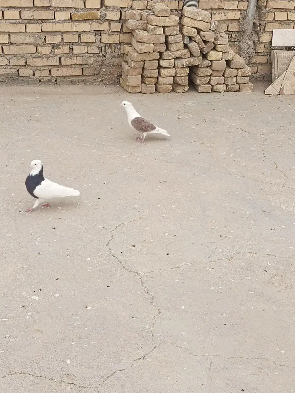 کبوتر|پرنده|دزفول, |دیوار