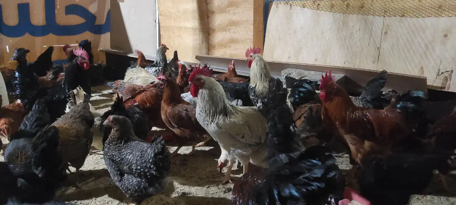 مرغ وخروس محلی|حیوانات مزرعه|جم, |دیوار