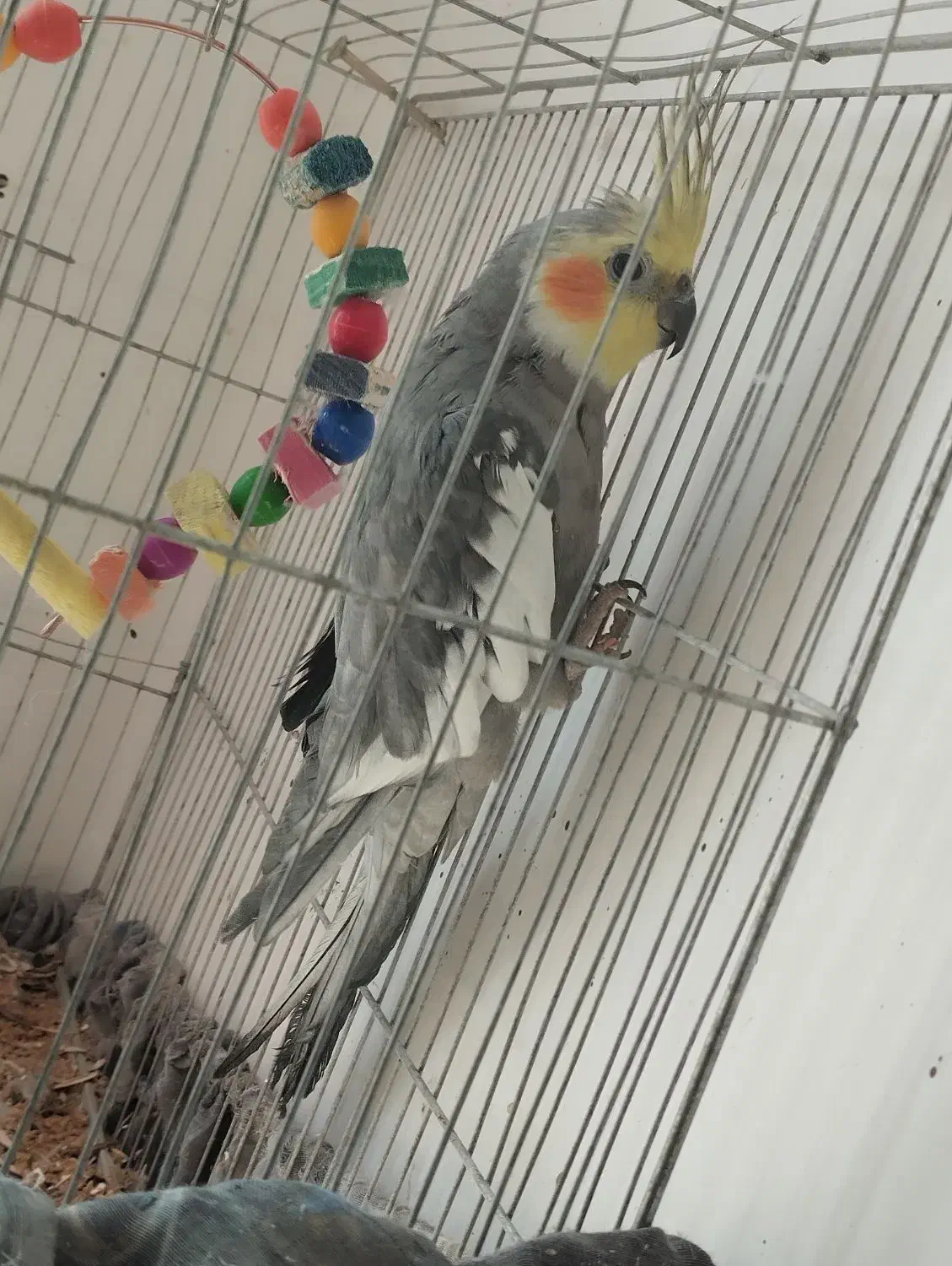 عروس هلندی نر|پرنده|نورآباد, |دیوار