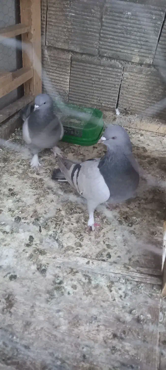 کبوتر کاغذی|پرنده|چادگان, |دیوار