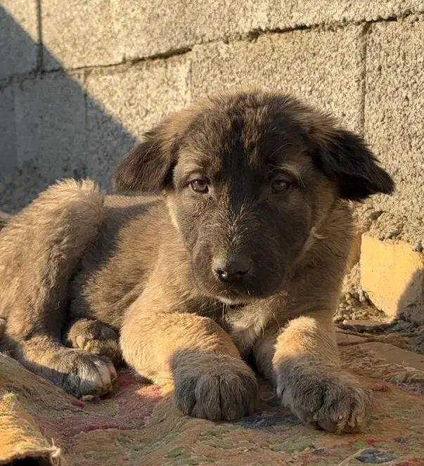 توله سگ سرابی اصیل ذات قدیم|سگ|اصفهان, سپاهان‌شهر|دیوار