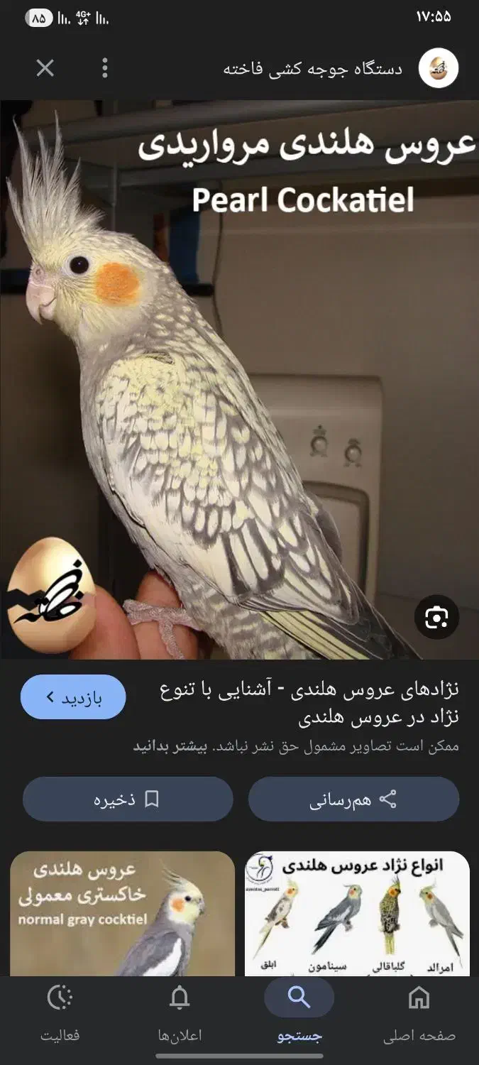 حیوانات|پرنده|یزد, |دیوار