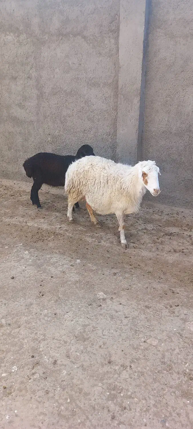 میش زائیده|حیوانات مزرعه|سبزوار, قصبه شرقی|دیوار