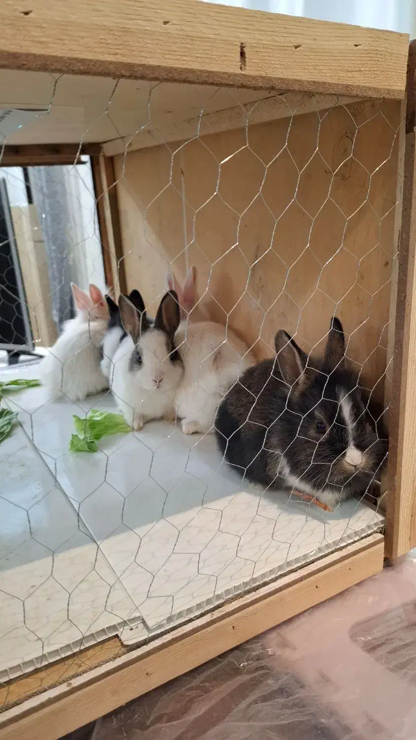 خرگوش بچه خرگوش|موش و خرگوش|خمینیشهر, |دیوار