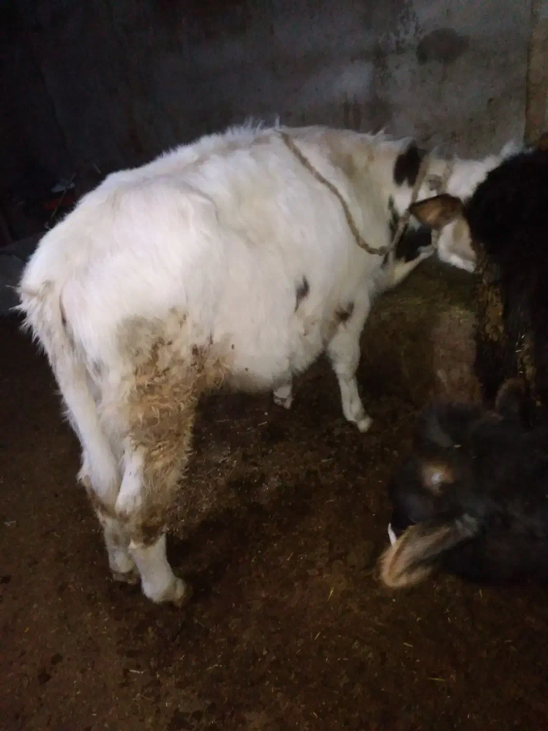 گوساله سیمینتال گوشتی|حیوانات مزرعه|باسمنج, |دیوار