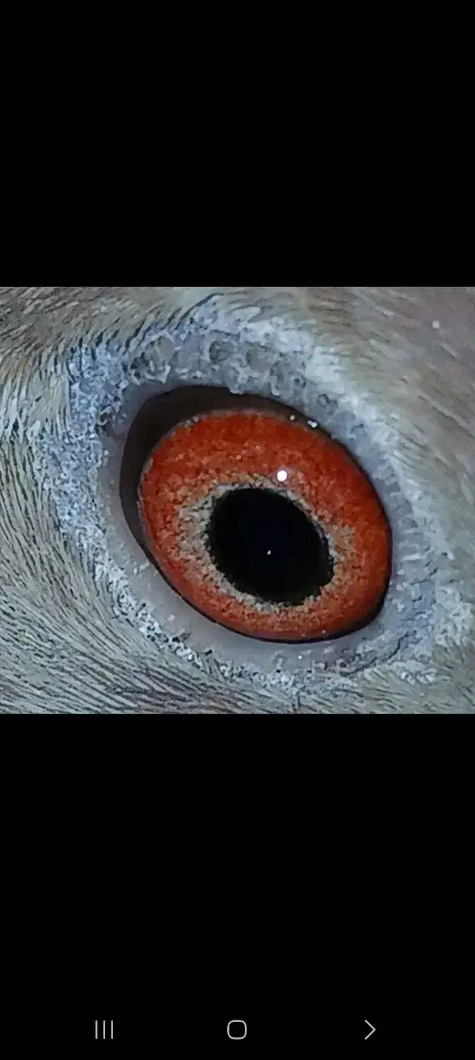 دو عدد کبوتر|پرنده|انبارآلوم, |دیوار